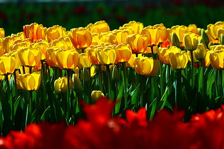 Hromadné žlté tulipány, tulipány, jar, Konya