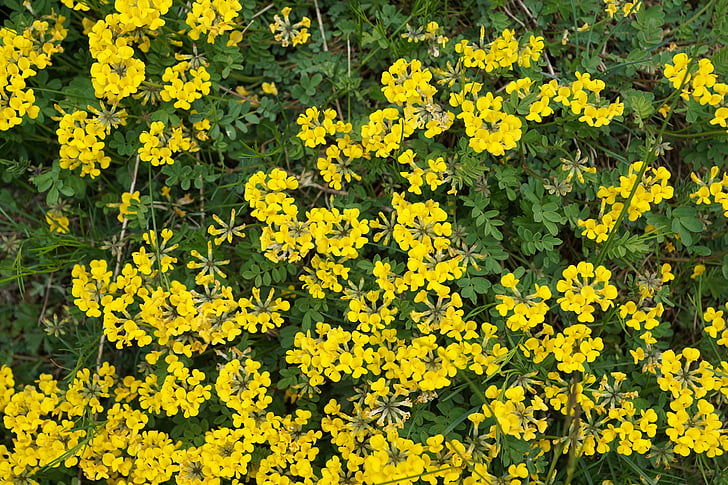 horseshoe vetch, flowers, yellow