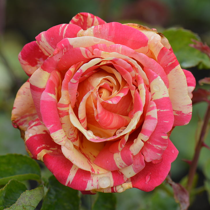 Rose, cvet, narave, makro