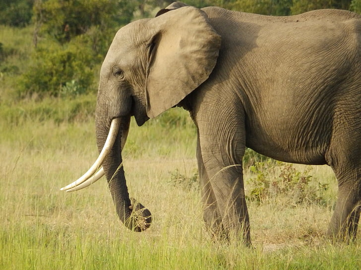 africa, elephant, wildlife, safari, mammal, wild, tusk