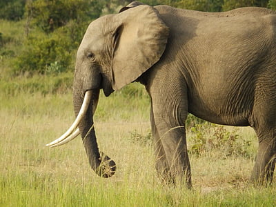 แอฟริกา, ช้าง, สัตว์ป่า, ซาฟารี, เลี้ยงลูกด้วยนม, ป่า, tusk