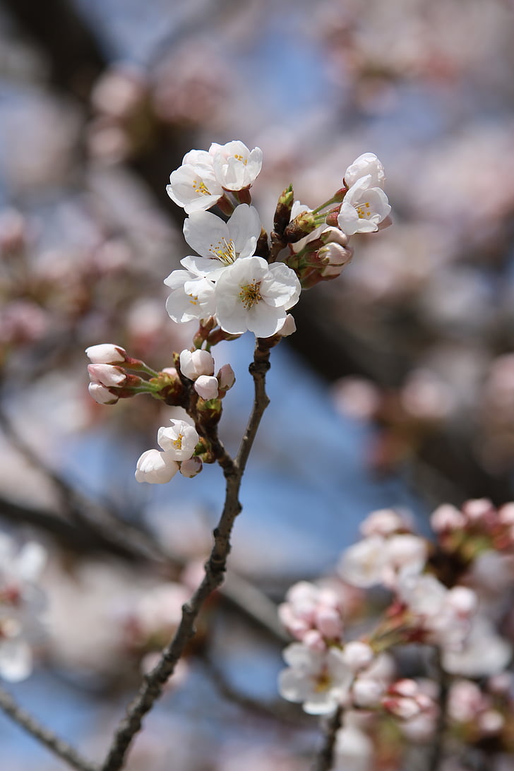 Весна, Природа, Весенние цветы, Цветы, вишни в цвету., Лепесток, пейзаж
