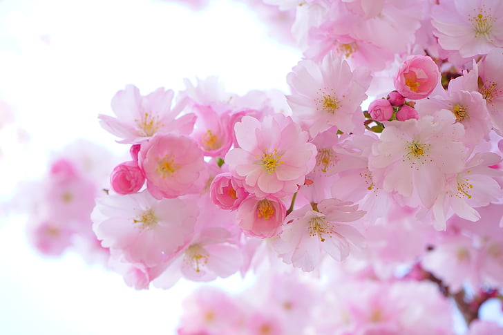 Japanse kers bomen, bloemen, lente, Japanse sierkers, decoratieve cherry, Japanse kers, kersenbloesem
