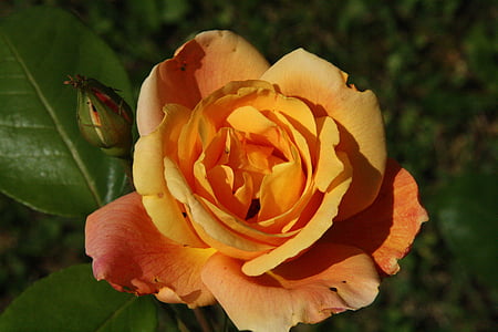 τριαντάφυλλο, λουλούδια, αυξήθηκε ανθίζουν, πορτοκαλί, άρωμα, Όμορφο