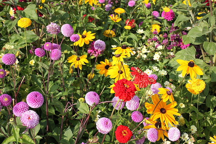 flower meadow, country garden show, colorful