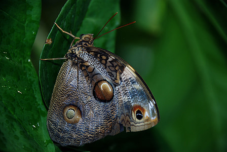 caligo atreus dionysos, modrá, motýl, Chyba, hmyz, housenka, Příroda