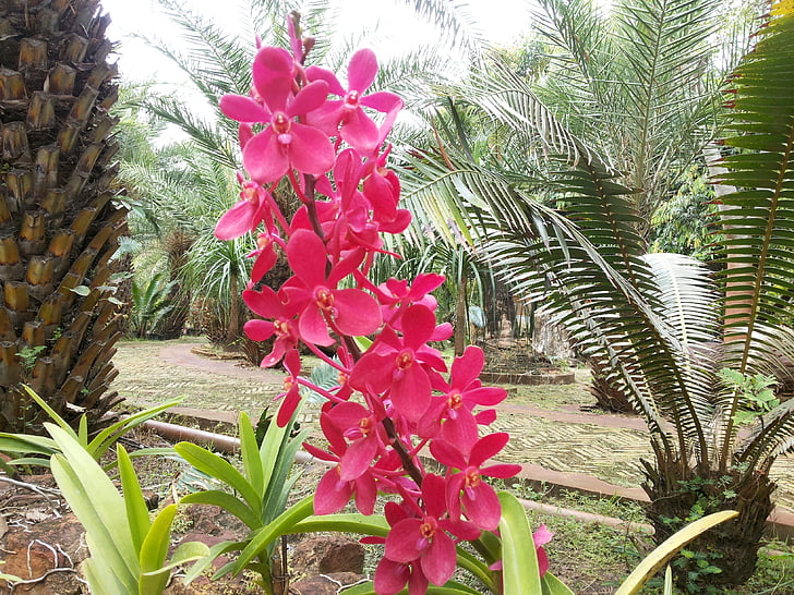 Orchid, blommor, naturen