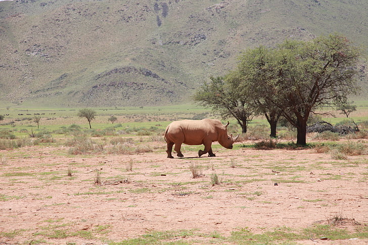 Àfrica, rinoceront, paisatge, natura, en perill, arbust, rinoceront