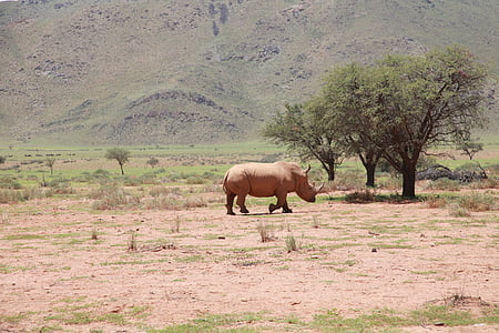 africa, rhino, landscape, nature, endangered, bush, rhinoceros