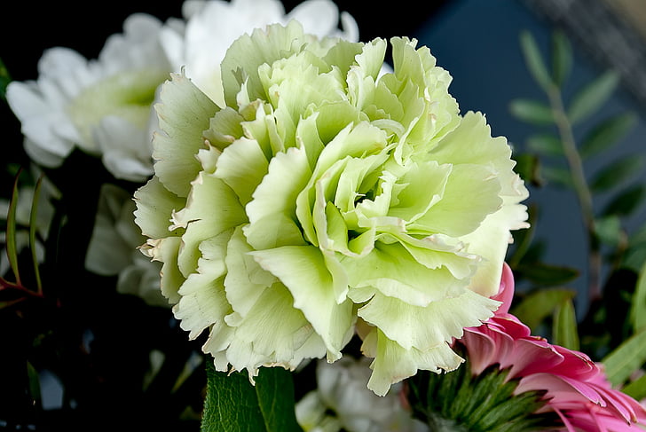 fleurs, Carnation, fleur, fleurs blanches, famille de Carnation, gros plan, fraîcheur
