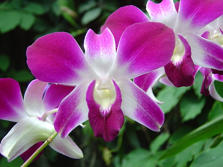 flor, Orquídea, rosa, púrpura, naturaleza, flor, planta