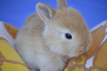 bunny, sweet, rabbit, cute baby, nature, animals, rabbit - Animal