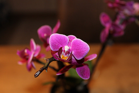 фіолетовий, квітка, орхідея, завод, Природа, кімнатна рослина, ботаніка