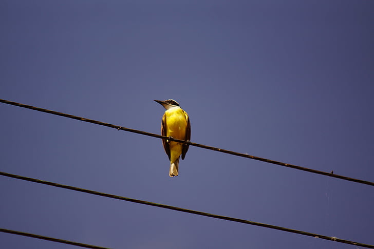 bird, wire, wildlife, ornithology