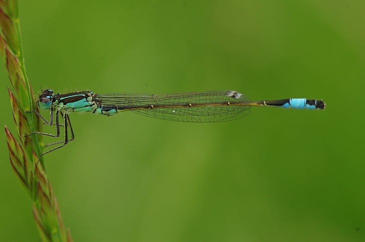 libellula, insetto, animale, Libellula blu, chiudere, macro, fotografia macro