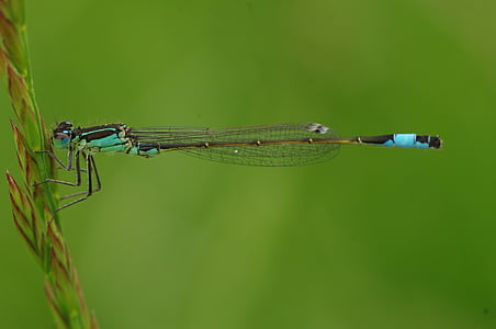 Dragonfly, insect, dier, Blauwe libel, sluiten, macro, macrofotografie