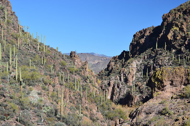 Arizona, kaktusas, dykuma, kraštovaizdžio, Gamta, pietvakarių, kalnų
