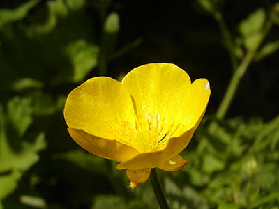 flower, yellow, yellow flower, nature, yellow flowers, petals, macro