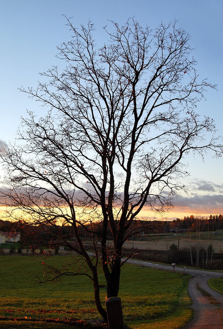 Outono, árvore, sem folhas, Outono, Finlândia, paisagem, filial