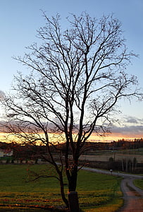 το φθινόπωρο, δέντρο, φύλλα, πτώση, Φινλανδία, τοπίο, υποκατάστημα