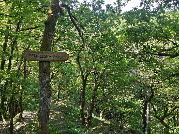 bosque, senderismo, camino de sueño, Eifel, Pyrmonter, escalada en roca, naturaleza