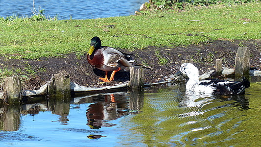 duck, mallard, water bird, duck bird, drake, pond, animals