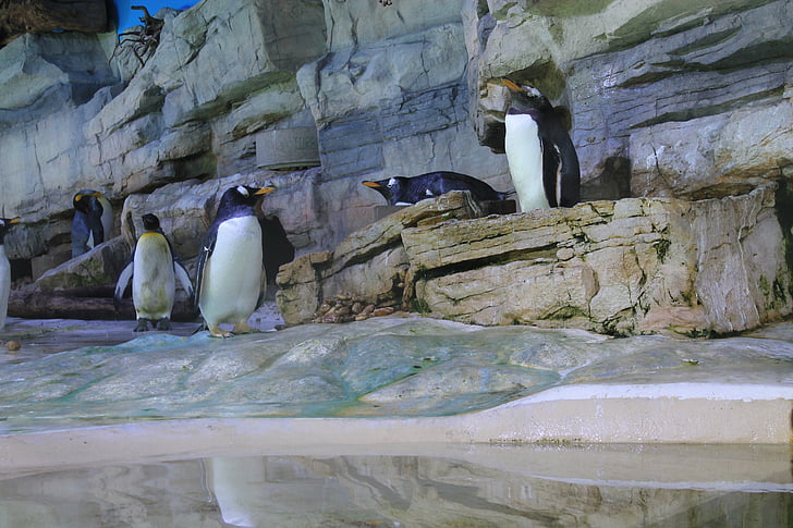 pingviini, Colony, pingviinit, lintu, vesilintu, Penguin siirtomaa, Zoo