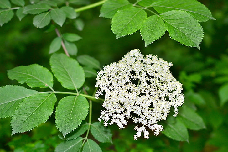 bloom, leaves, forest