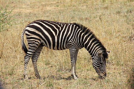 Zebra, heyecan verici, macera, Safari, doğal, güzel, ilginç