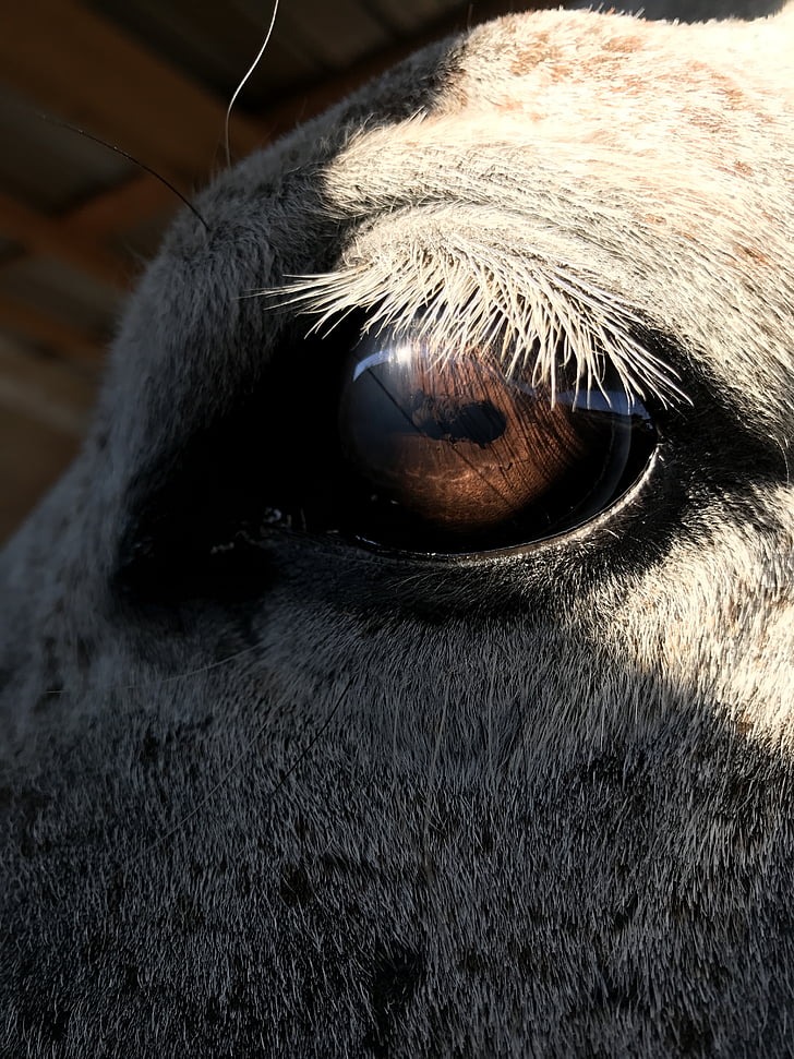 häst, Horse eye, huvud, djur, öga, hästdjur, ädla