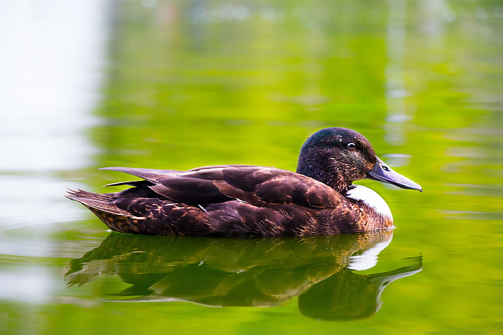 close-up, close-up view, duck, floating, water, wild, wild duck