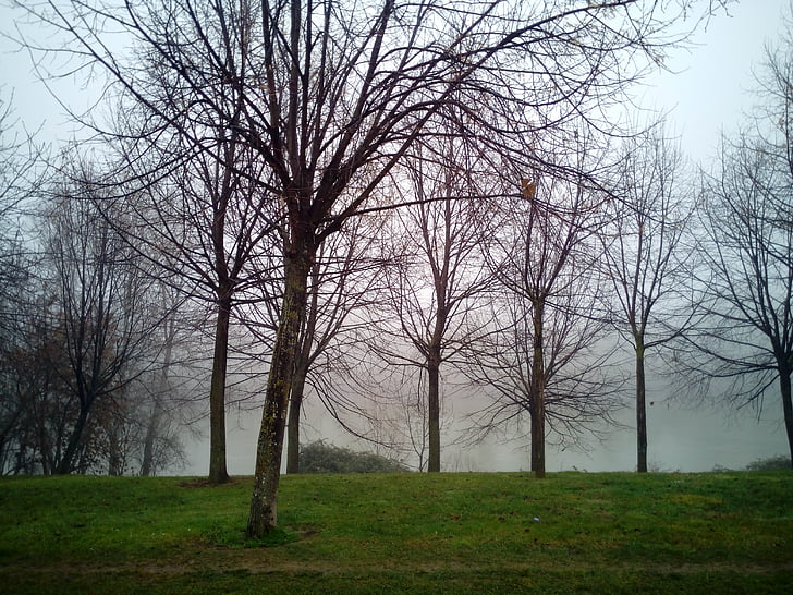 туман, Мряка, вологість, Природа, дерева, взимку, холодної