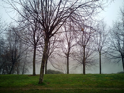 mist, nevel, vocht, natuur, bomen, winter, koude