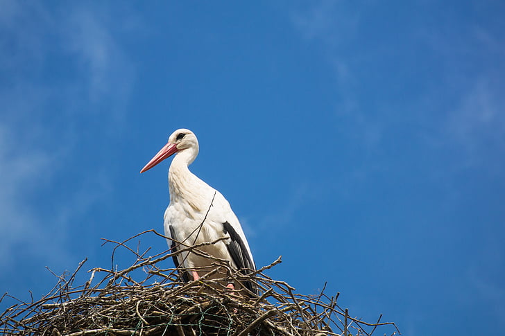 stork, storchennest, bird, animal, nature, sky, blue