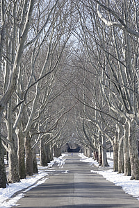 deretan pohon, Flushing meadow park, salju, Kota New york, Queens