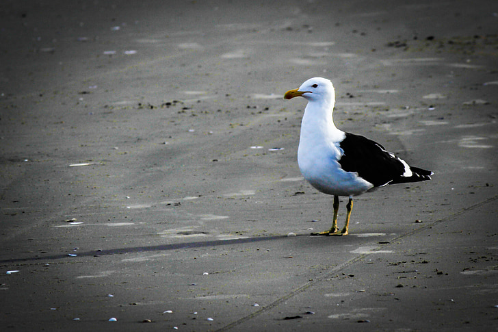 bird, beach, mar, sand, agua, orla, pelican