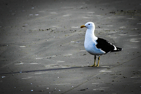 pájaro, Playa, mar, arena, agua, Orla, Pelican