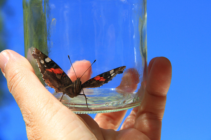 butterfly, hand, glass, bottle, trapped, insect, nature