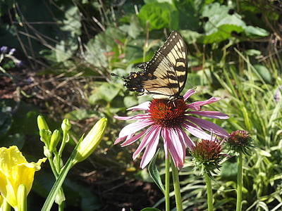 Motyl, kwiat, Natura, wiosna