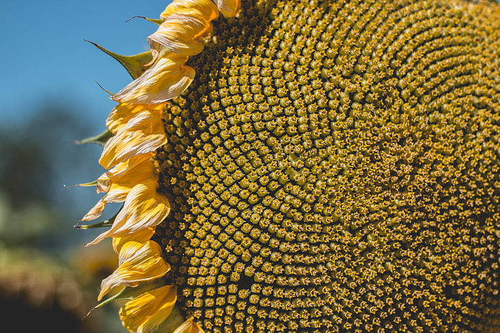 макрос, фотография, жълто, слънчоглед, цвете, семена, венчелистче цвете