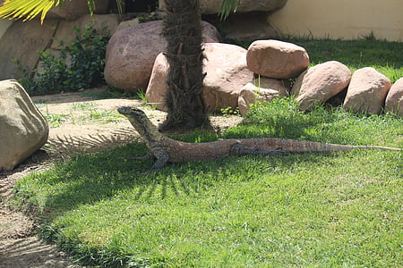 Dragon, pohodlné, Zoo