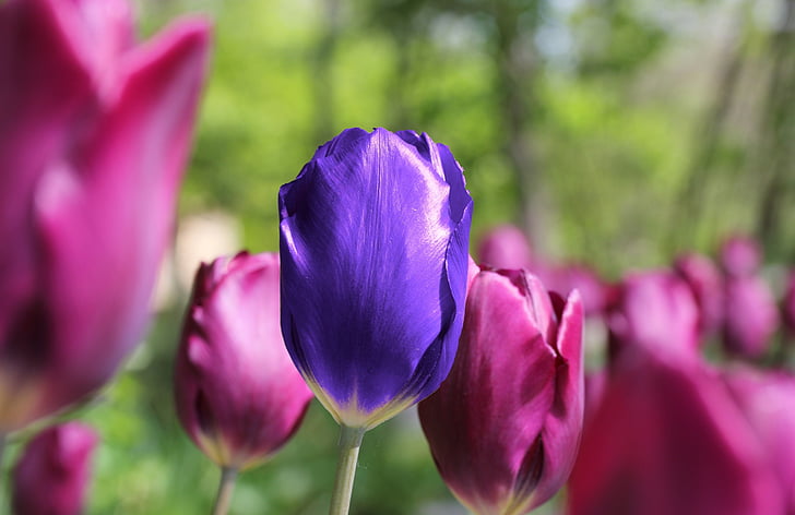 Tulip, bunga, unik, musim semi, bunga, alam, segar