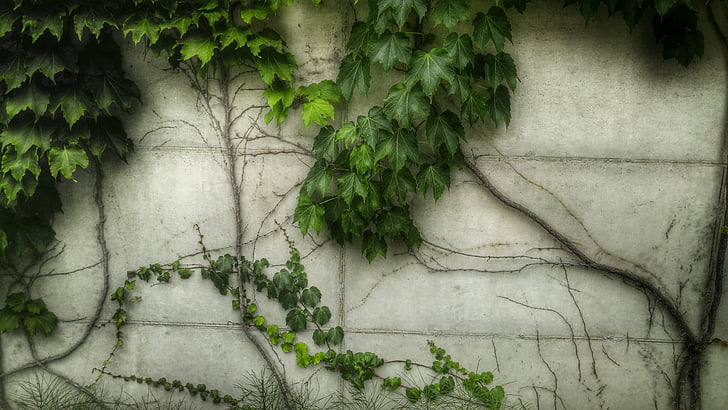 Ivy, Wall