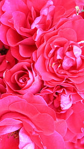 roses, rose, flower, red rose, pink, flowers, purple flowers
