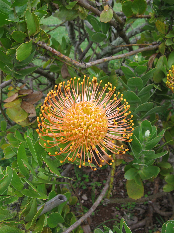 Madeira, planta, flor, floración, Protea, alfiletero, naranja