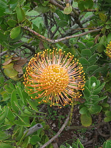 马德拉岛, 植物, 开花, 绽放, 普罗蒂亚, 枕形, 橙色