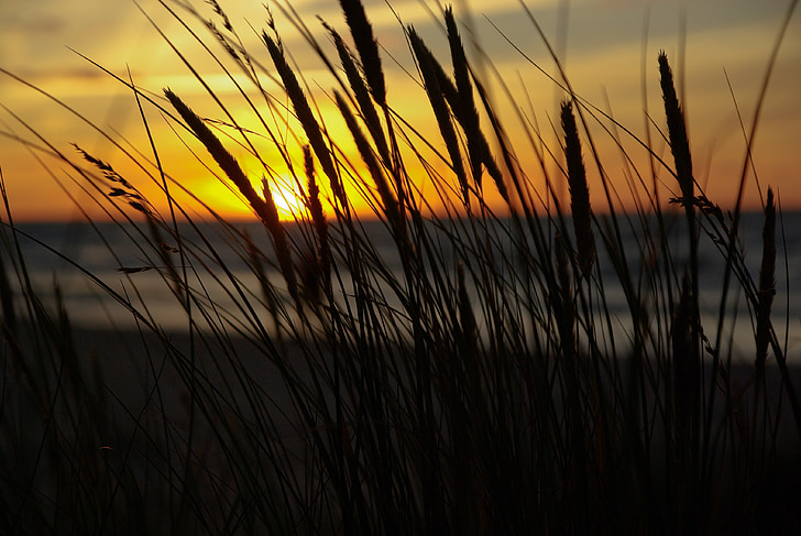 midnight sun, sunset, reeds, sea