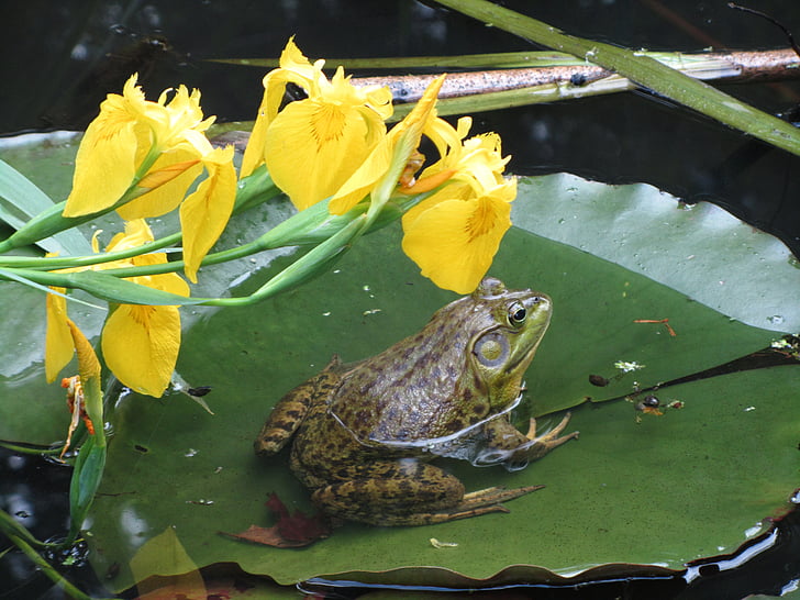 frosk, Lily pad, vann, amfibier, natur, blomster, Suite