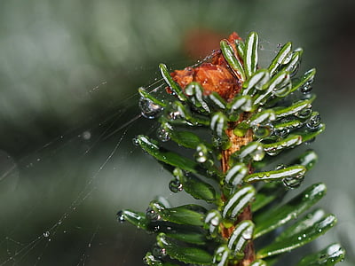 twig, web, needles, dew, drops, twigs, nature
