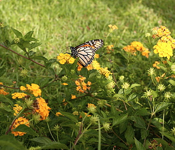 metulj, cvetje, rumena, narave, poletje, pomlad, insektov